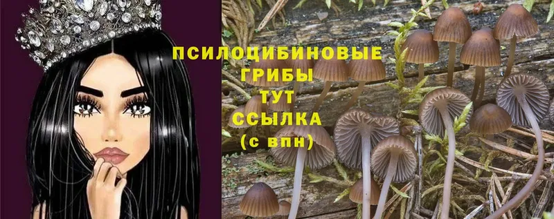 Псилоцибиновые грибы Cubensis  Полысаево 